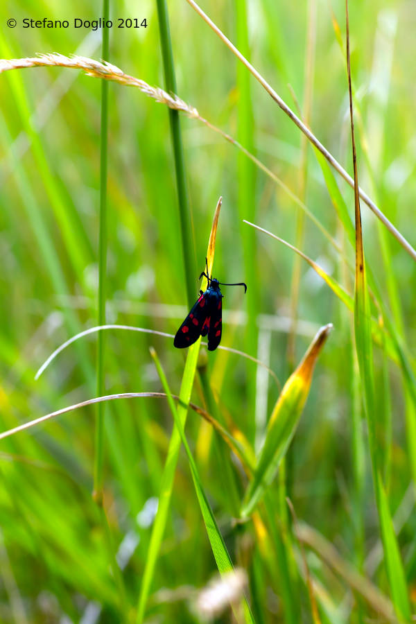 Zygaena sp. (filipendulae)